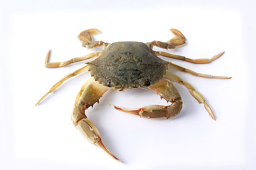 Fresh crab on a white background.