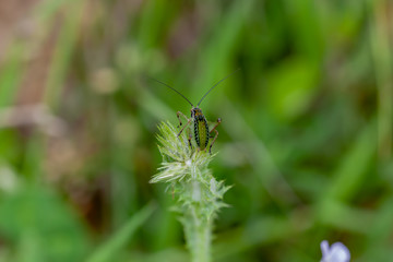 green grasshopper standing on tree branch