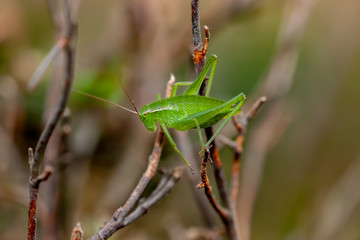 green grasshopper standing on tree branch