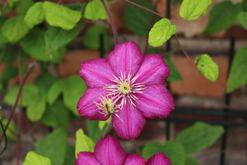 Fototapeta premium Clematis