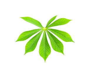 Close-up single cassava or Manihot esculenta leaf isolated on white