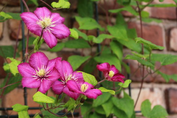 Clematis