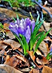 crocuses on field
