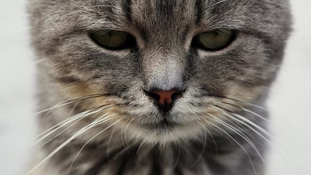 Close-up portrait of a beautiful serious purebred cat looking at camera.