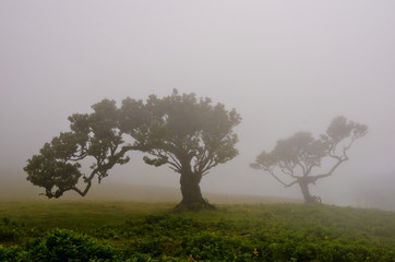 Fototapeta na wymiar Nebelschwaden ziehen über eine Hochebene mit alten Lorbeerbäumenvon Madeira und erzeugen eine geheimnisvolle Stimmung