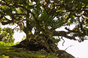 Nebelschwaden ziehen über eine Hochebene mit alten Lorbeerbäumenvon Madeira und erzeugen eine geheimnisvolle Stimmung