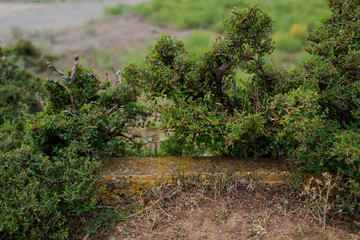 Wild nature background with a green bush