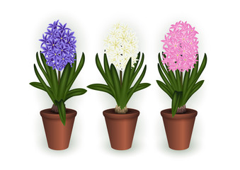 Fototapeta na wymiar Hyacinth flowers in flowerpots