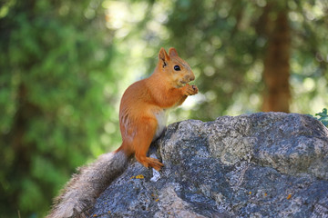 Naklejka na ściany i meble Cute squirrel eating something in the forest
