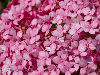 Hydrangea serrata (Mountain Hydrangea) alone as a texture