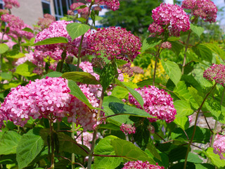 Hydrangea serrata (Mountain Hydrangea) is a deciduous shrub of rounded habit