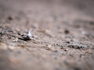 Eyes of House Lizard