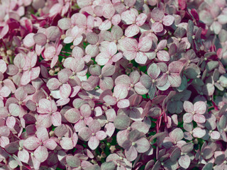 Hydrangea serrata (Mountain Hydrangea) in fade colors
