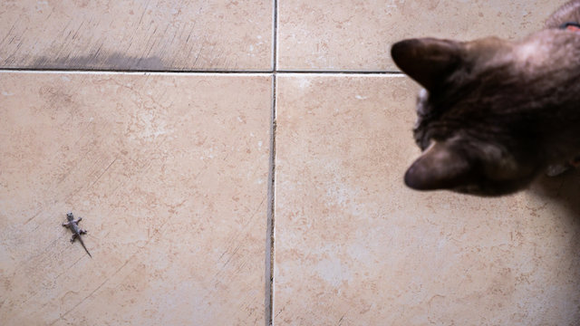 Lizard Crawling with The Cat Sitting on The Tile Floor