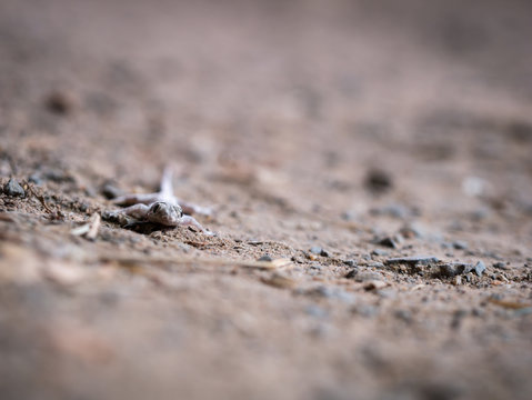 Eyes of House Lizard