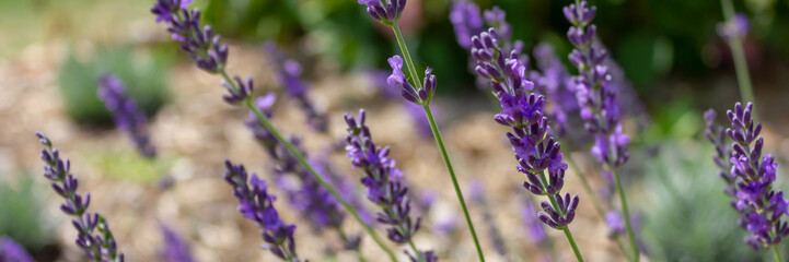 violet flowers of lavender in the garden panorama