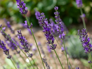 violet flowers of lavender in the garden