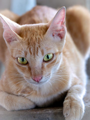 Female Yellow Striped White Cat Sitting Gracefully