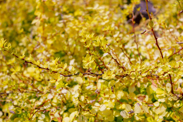 yellow leaves plant during the summer in Quebec