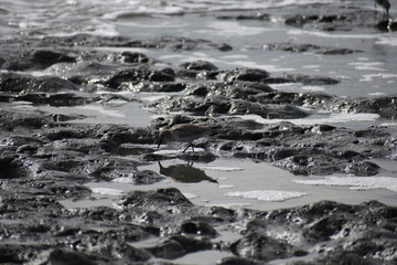 Bird Reflection on a Rocky Beach