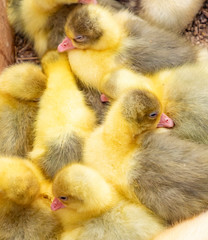 yellow baby chicken for sale  at the Alteburger Market