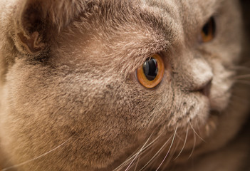 Young crazy surprised Scottish cat make big eyes closeup. Young cat looking surprised and scared. Emotional surprised wide big eye kitten at home