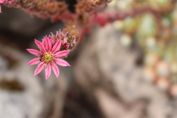 Sempervivum