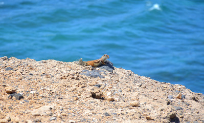 Squirrel on the Top of The Cliff with the Ocean Behind in Fuerteventura, Canary Islands