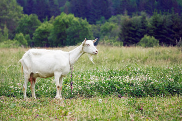 White goat grazing on the green meadow in countryside