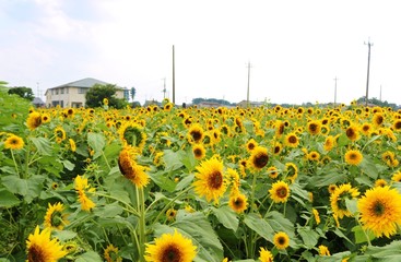 ひまわり　丸い　畑　風景　夏　杤木