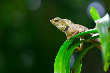 Lizards on the branches Look up Is his nature