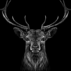 Deer. Graphic, hand-drawn portrait of a deer's head on a black background.