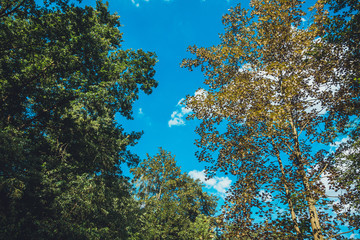 treetops in a german forest from the frog view