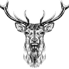  Deer. Sketchy, black and white, hand-drawn portrait of a deer's head on a white background.