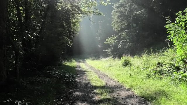 alba nel bosco prealpino