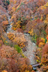 Obraz premium Autumn foliage scenery. Aerial view of valley and stream in fall season. Colorful forest trees background in red, orange, and golden colors
