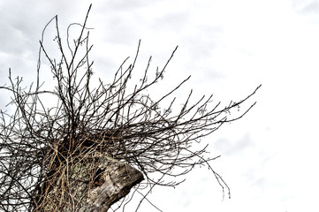 Hawks Nest