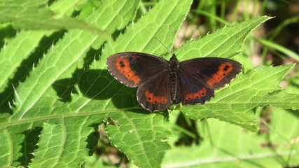 farfalla