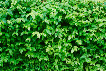 Fence from ornamental plants