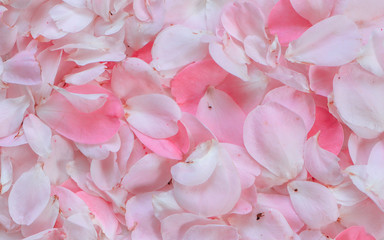 Pink rose petals. Perfect for background greeting cards and invitations of the wedding, birthday, Valentine's Day, Mother's Day