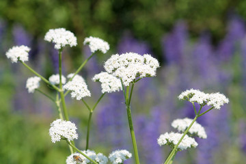 White flowers of Valerian or Valeriana officinalis close-up in wild. June, Belarus