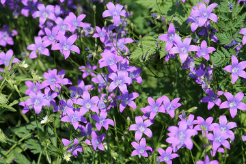 Spreading bellflower (Campanula patula) flowers close-up in wild. June, Belarus