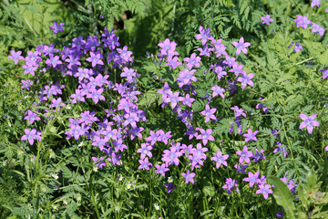 Spreading bellflower (Campanula patula) flowers close-up in wild. June, Belarus