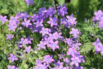 Fototapeta premium Spreading bellflower (Campanula patula) flowers close-up in wild. June, Belarus