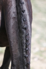 Neck of a sport horse in dressage