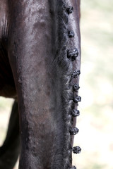 Neck of a sport horse in dressage