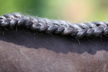 Neck of a sport horse in dressage