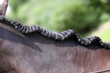Neck of a sport horse in dressage