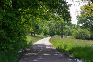 Path leading through summer meadow