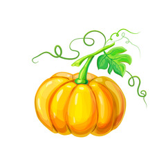 realistic Orange big ripe pumpkin with stem, green leaves and curly tendrils isolated on white. beautiful hand drawn autumn halloween or thanksgiving pumpkin.detailed bright pumpkin in cartoon style
